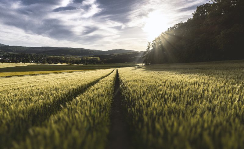 crops