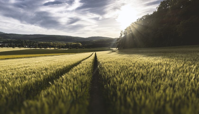 crops